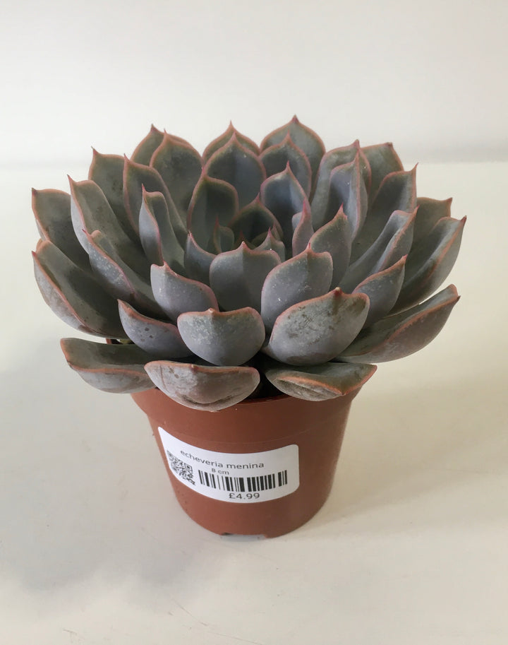 Echeveria Menina