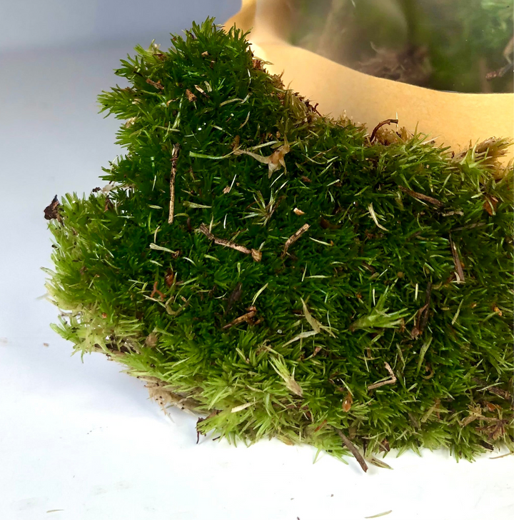 Live Pincushion Moss- Leucobryum glaucum