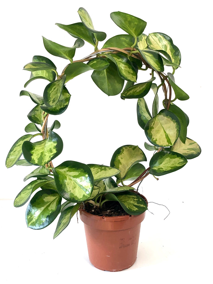 Hoya australis 'Lisa' - Wax plant