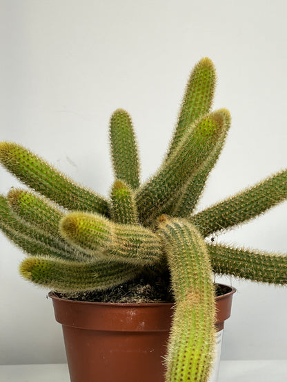 Cleistocactus winteri (Hildewintera aureispina) - Golden Rat tail Cactus