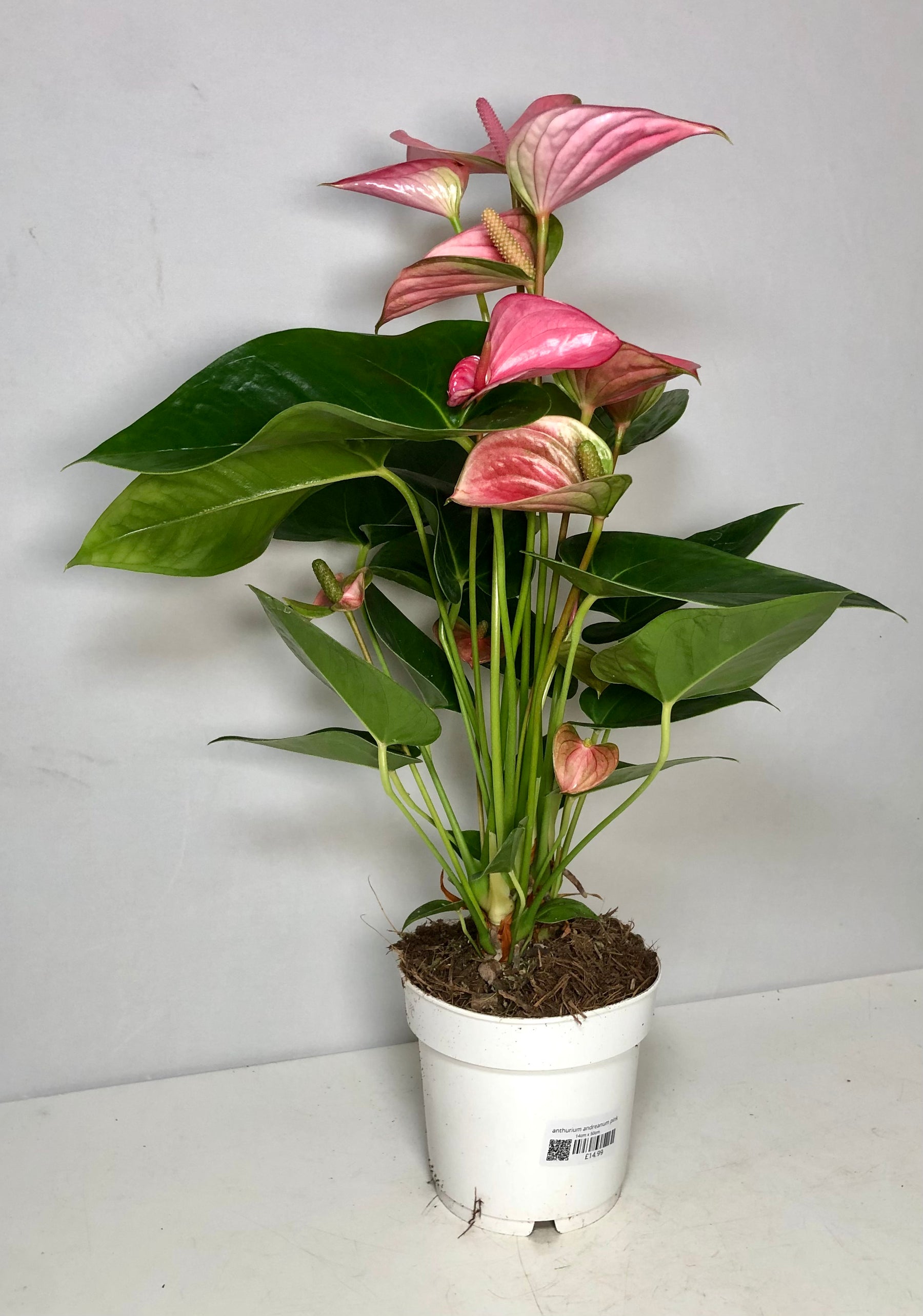 anthurium pink champion Anthurium andraeanum 'Pink Champion'
