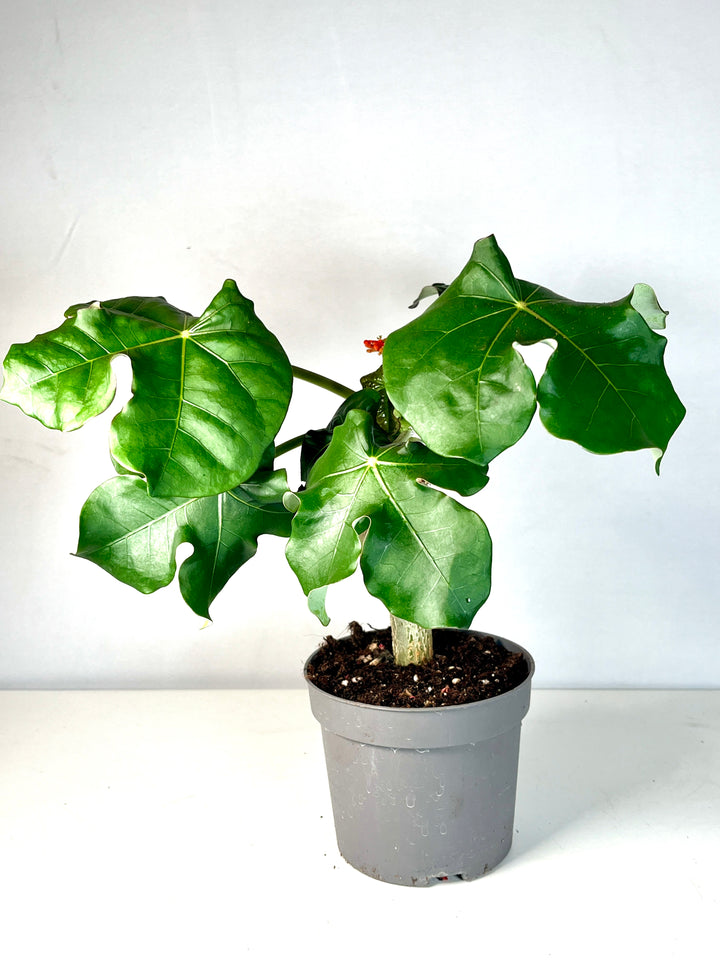 Jatropha Podagrica - Buddha Belly
