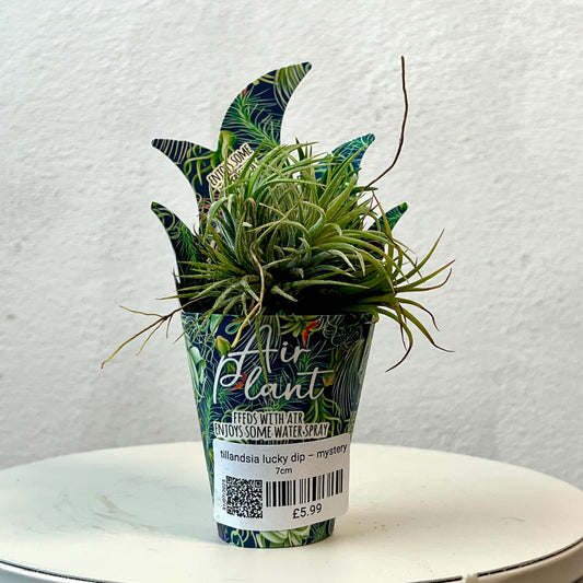 Tillandsia Lucky Dip – Mystery Air Plant Magic
