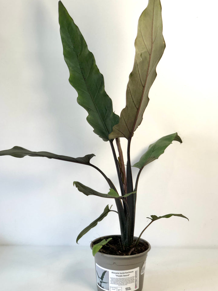 Alocasia Lauterbachiana