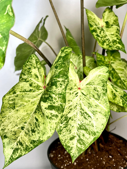 Caladium Frog in a blender