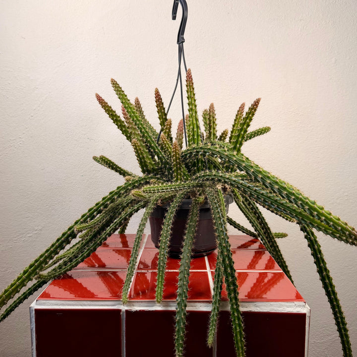 Aporocactus Mallisonii - Rat tail cactus