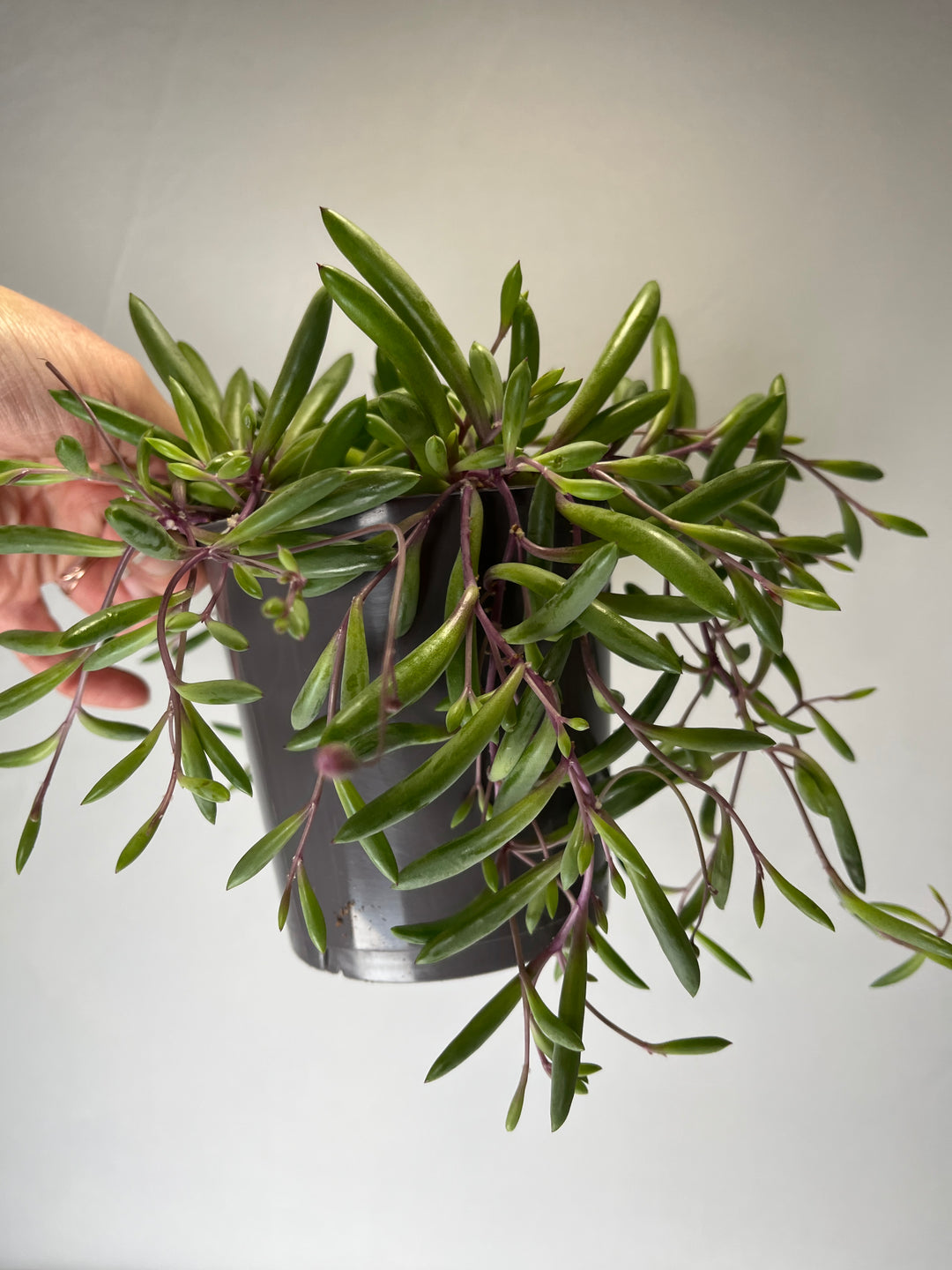 Senecio herreianus ‘Purple Flush'- String of Rubies