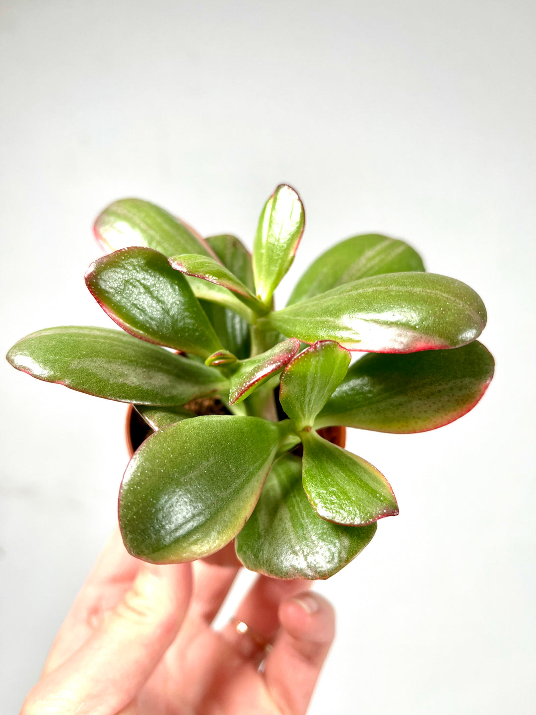 Crassula Sunset
