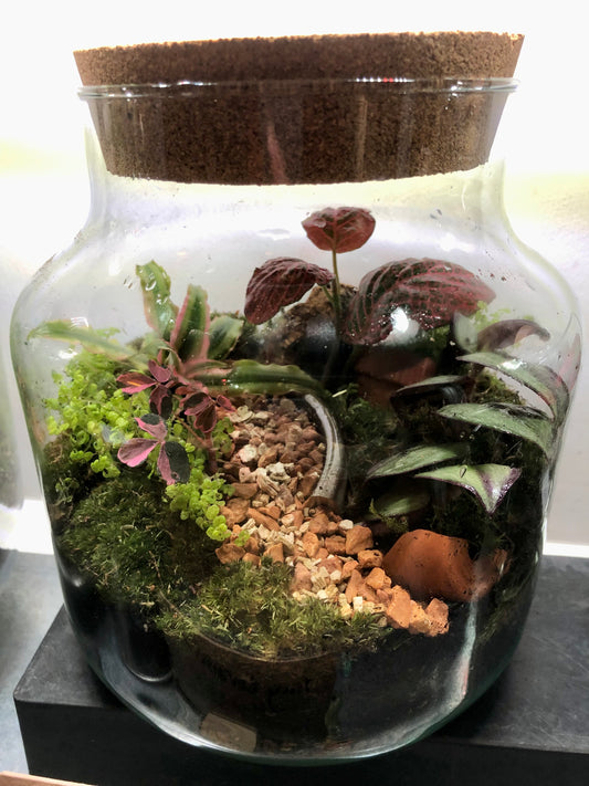 Chela jar Plant Studio Terrarium lucky dip