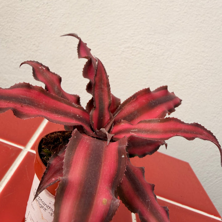 Cryptanthus bivittatus ‘Pink Starlight’ -Earth Star