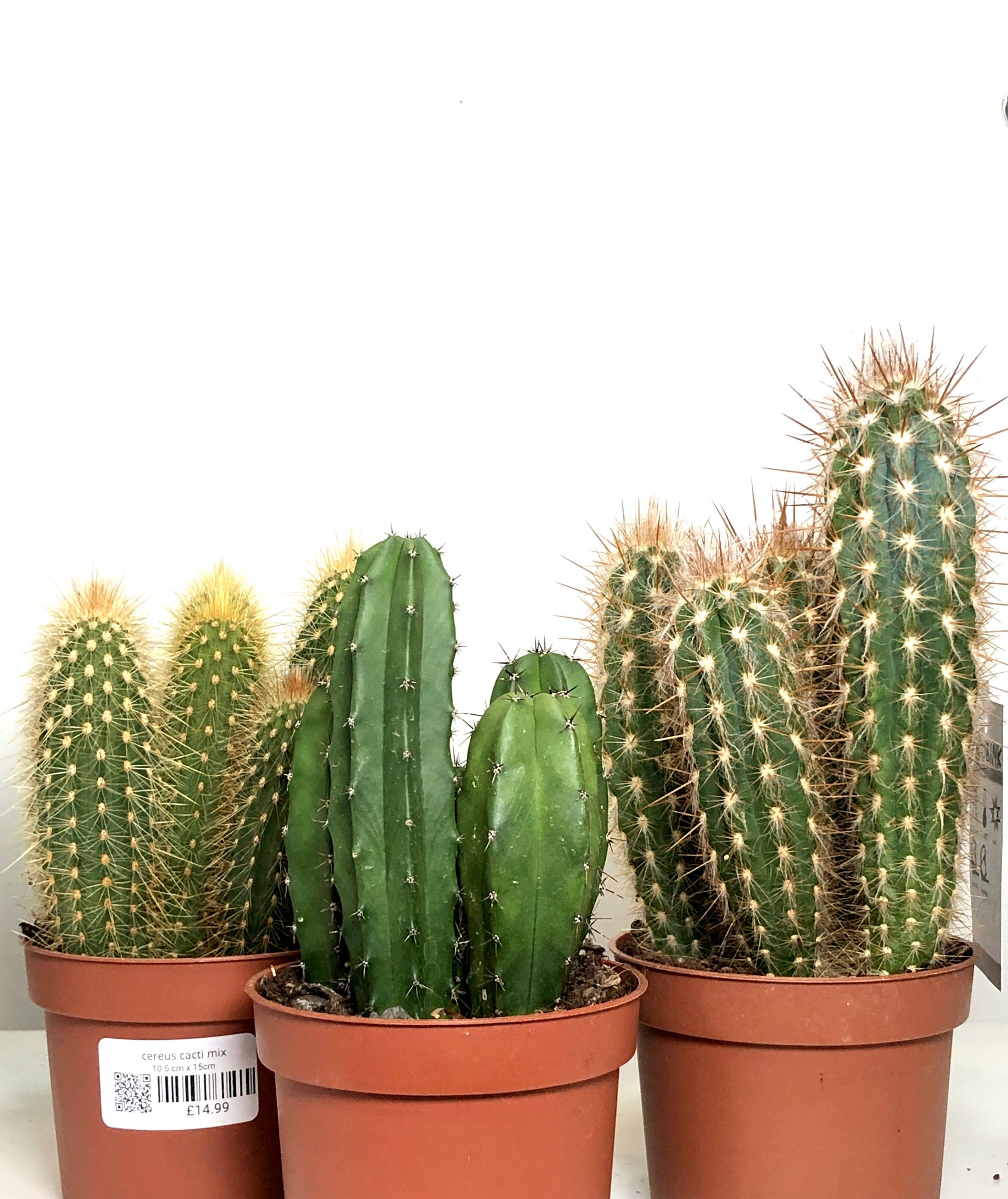 cactus cereus Cereus cacti Mix – Plant Studio