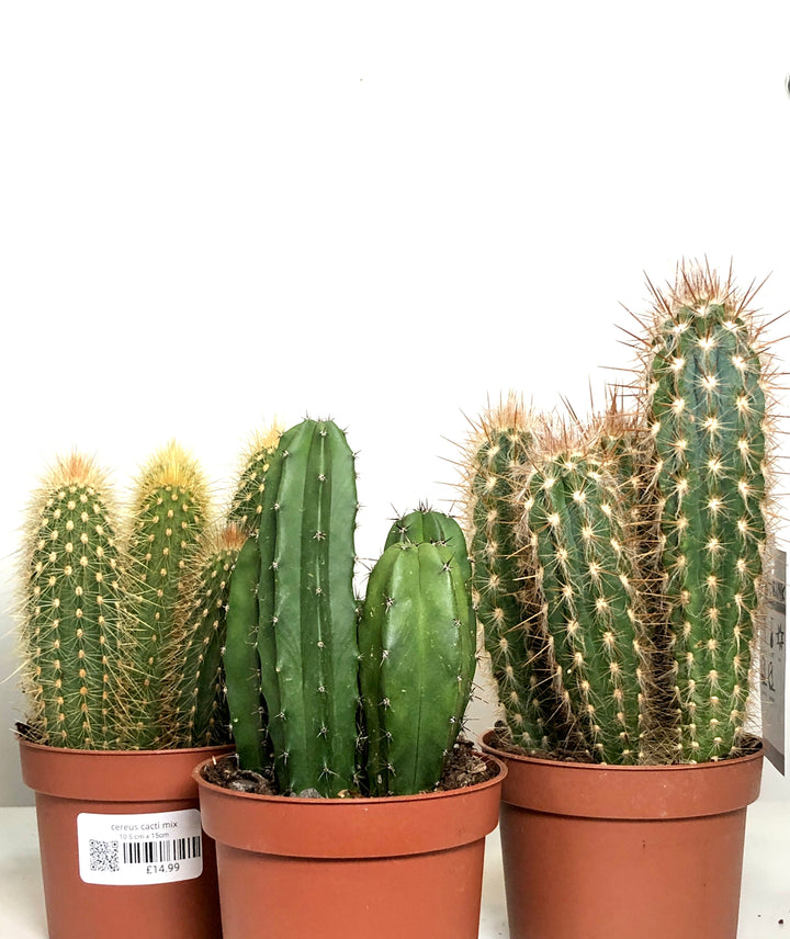 Cereus cacti Mix