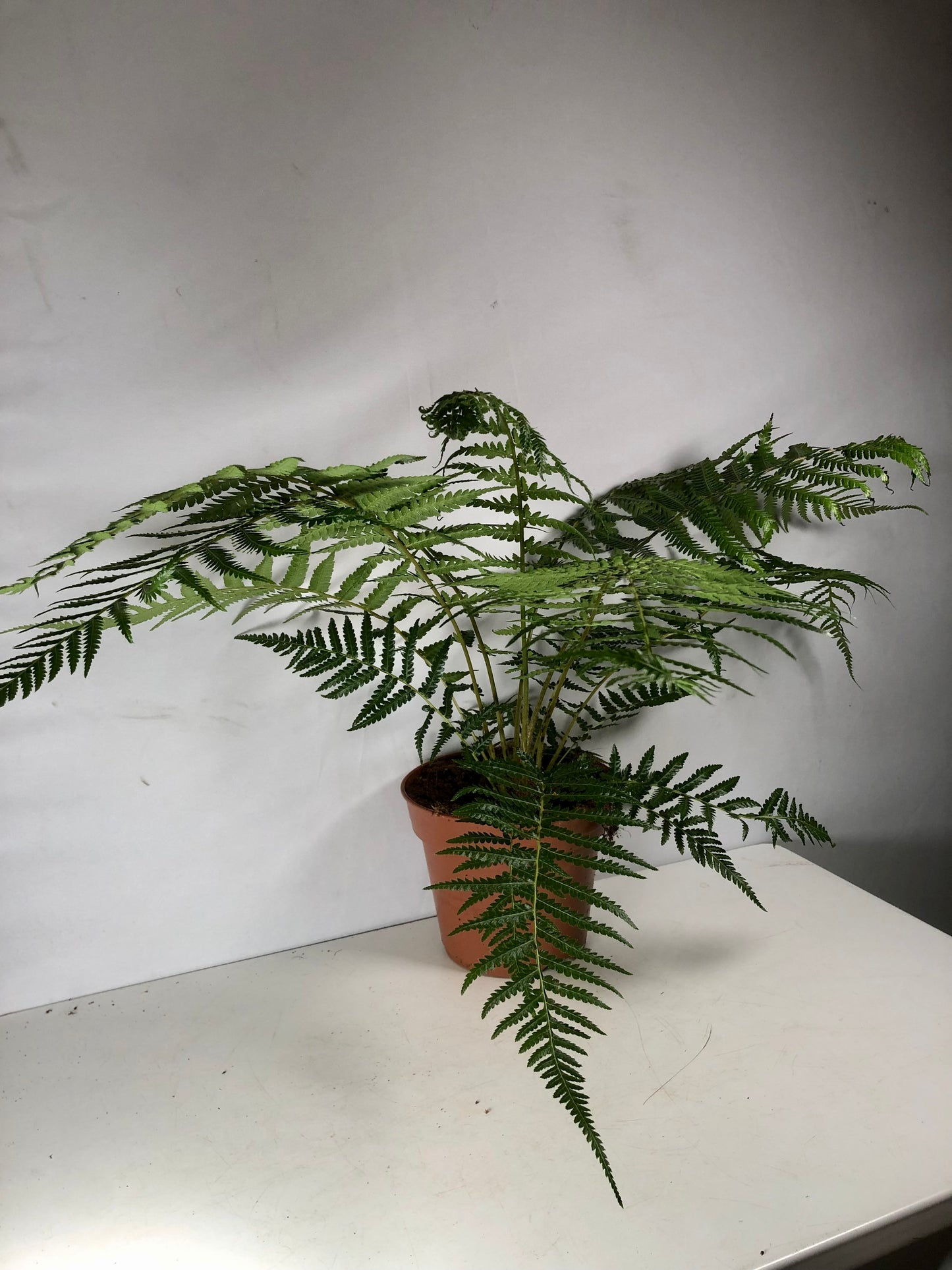 Dicksonia Antarctica - tree fern