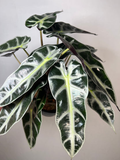 Alocasia Bambino Arrow
