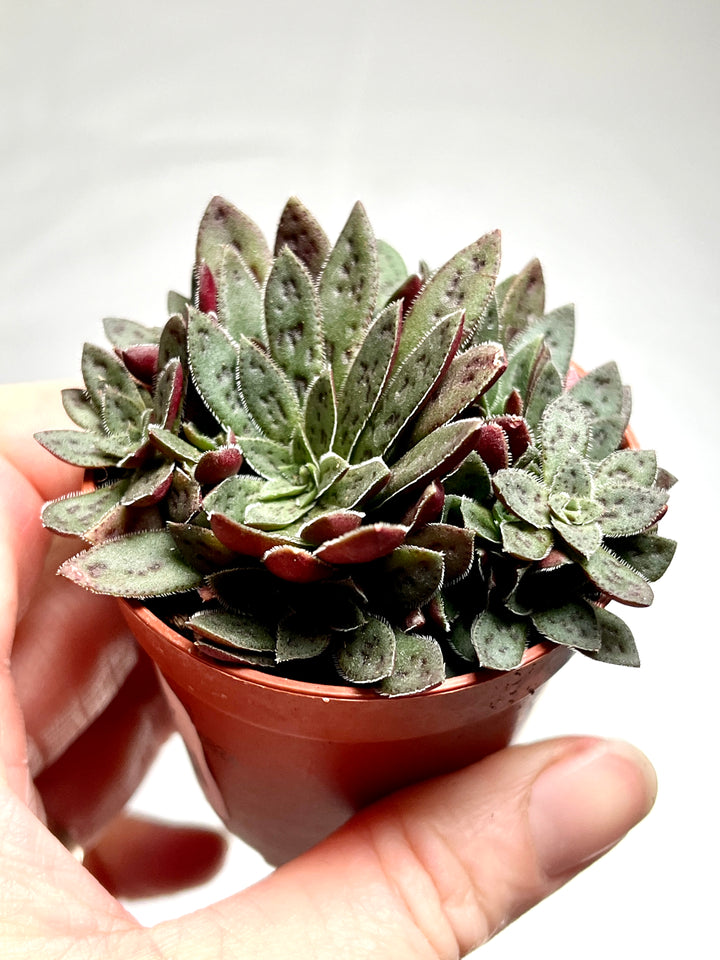 Crassula Schmithii - Fairy Tongue