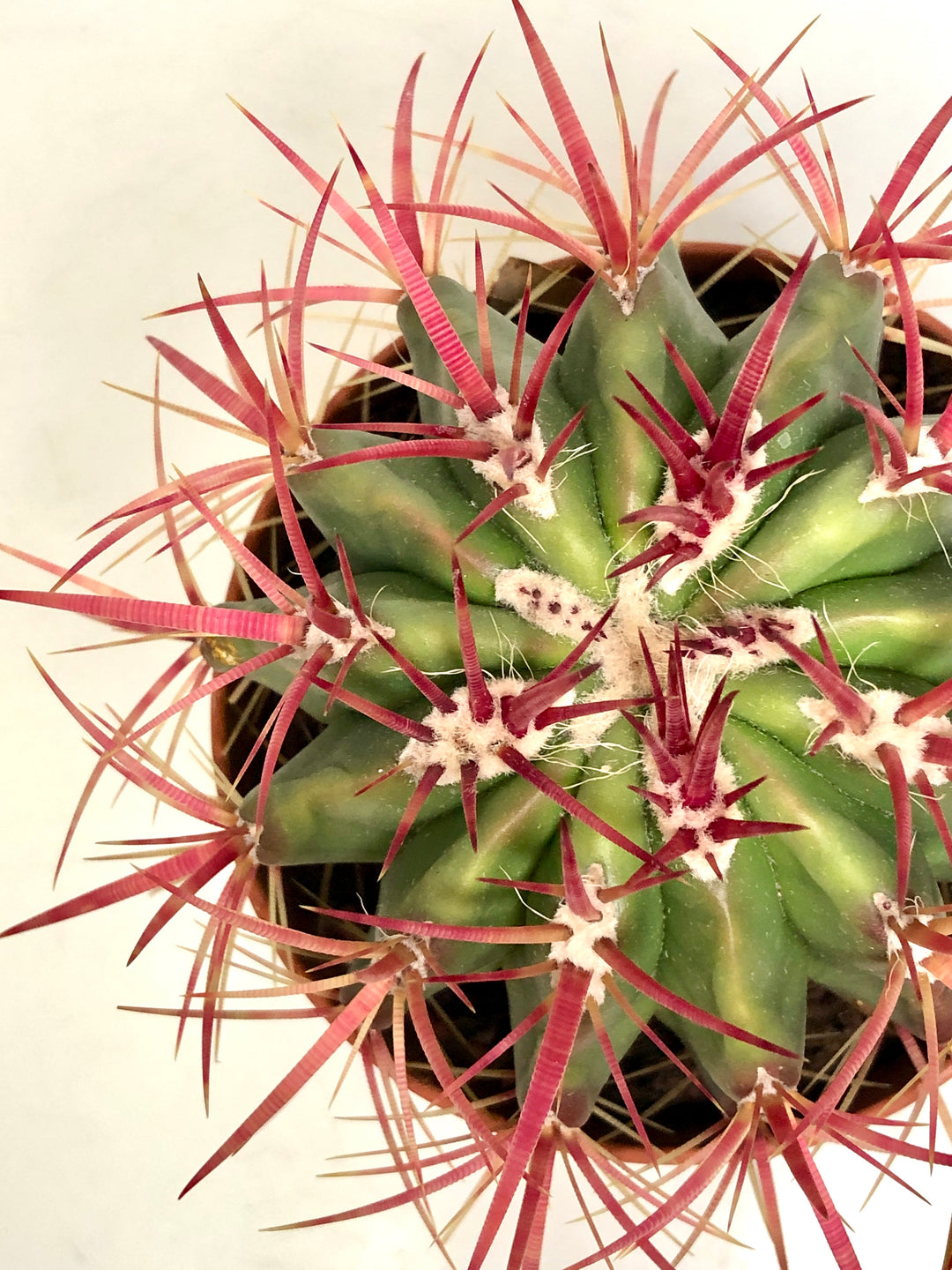 Ferocactus Gracillis -Devil's Tongue Barrel Cactus, Crow's Claw Cactus. Candy Cactus. Fish Hook Cactus.