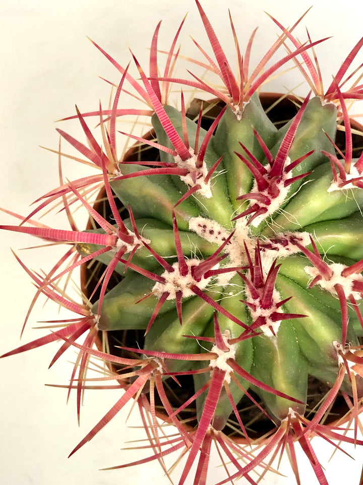 Ferocactus Gracillis -Devil's Tongue Barrel Cactus, Crow's Claw Cactus. Candy Cactus. Fish Hook Cactus.