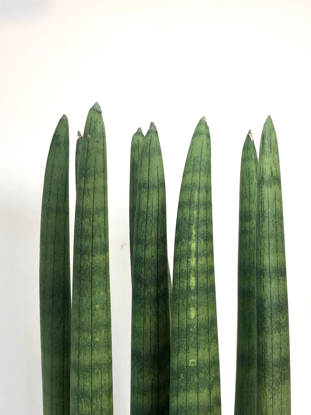 Sansevieria Straight