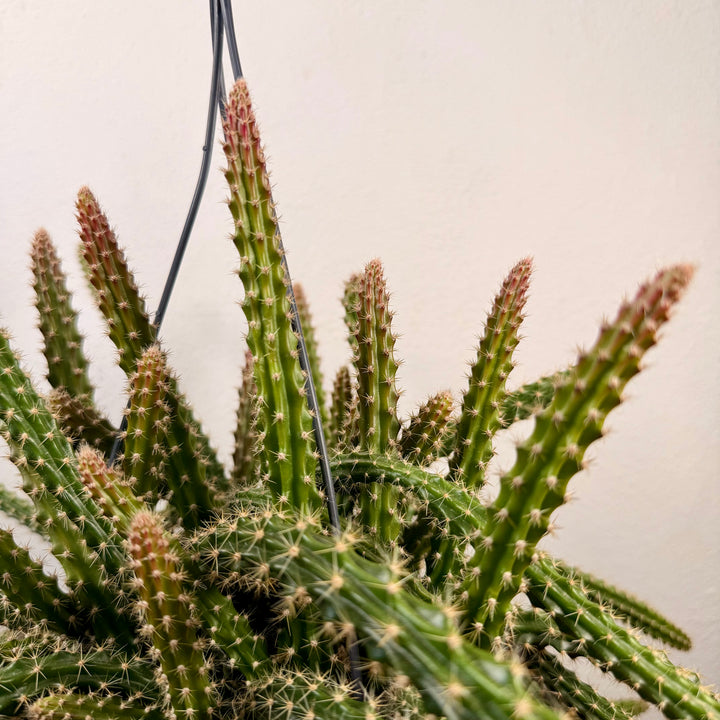 Aporocactus Mallisonii - Rat tail cactus