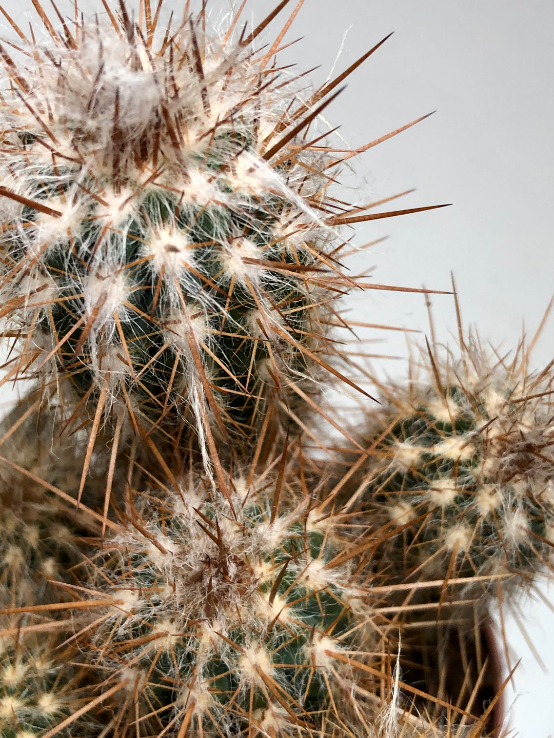 Cereus cacti Mix
