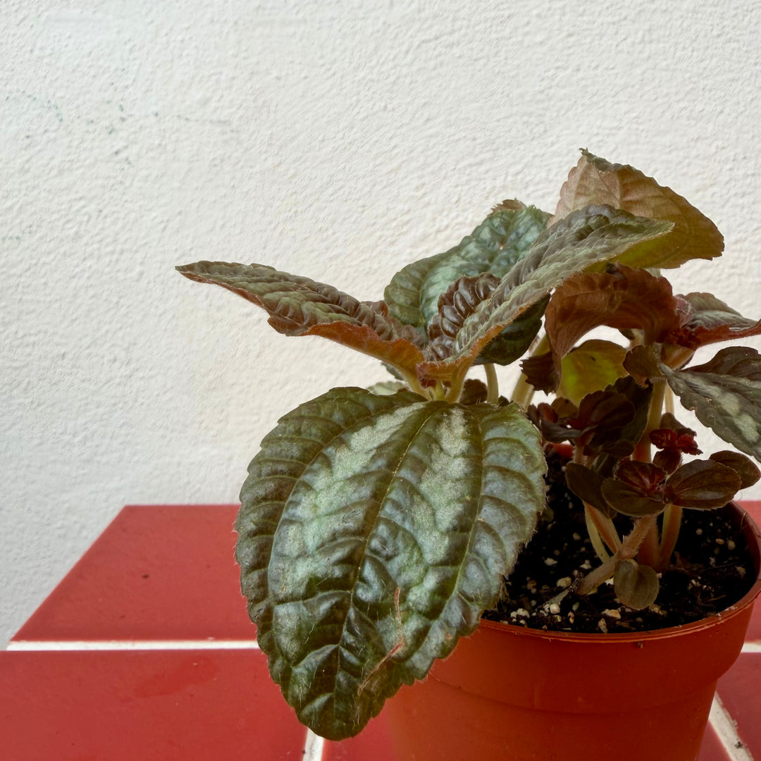 Pilea Norfolk