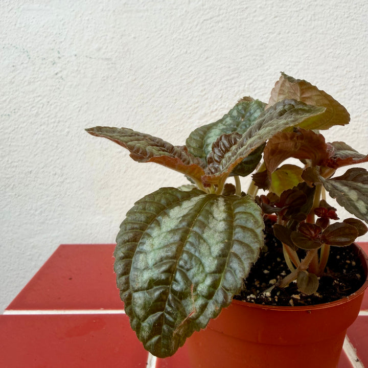 Pilea Norfolk