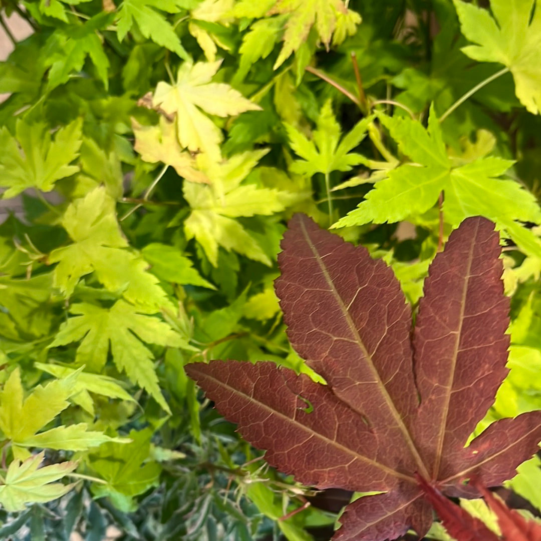 Acer palmatum 'Atropurpureum' - Japanese maple
