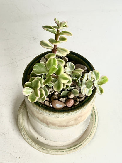 Handmade pot