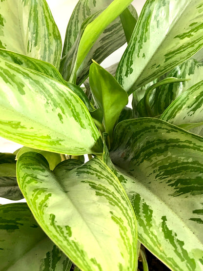 Aglaonema Silver Bay