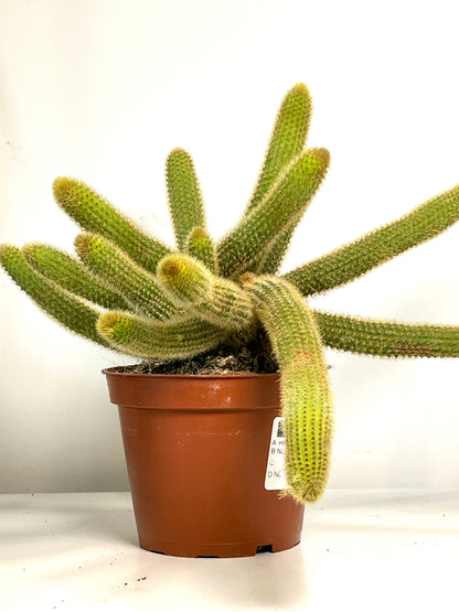 Cleistocactus winteri (Hildewintera aureispina) - Golden Rat tail Cactus