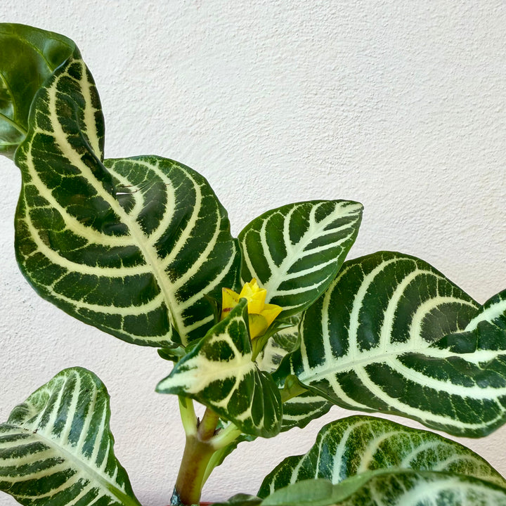 Aphelandra squarrosa ‘Dania’ — Zebra Plant