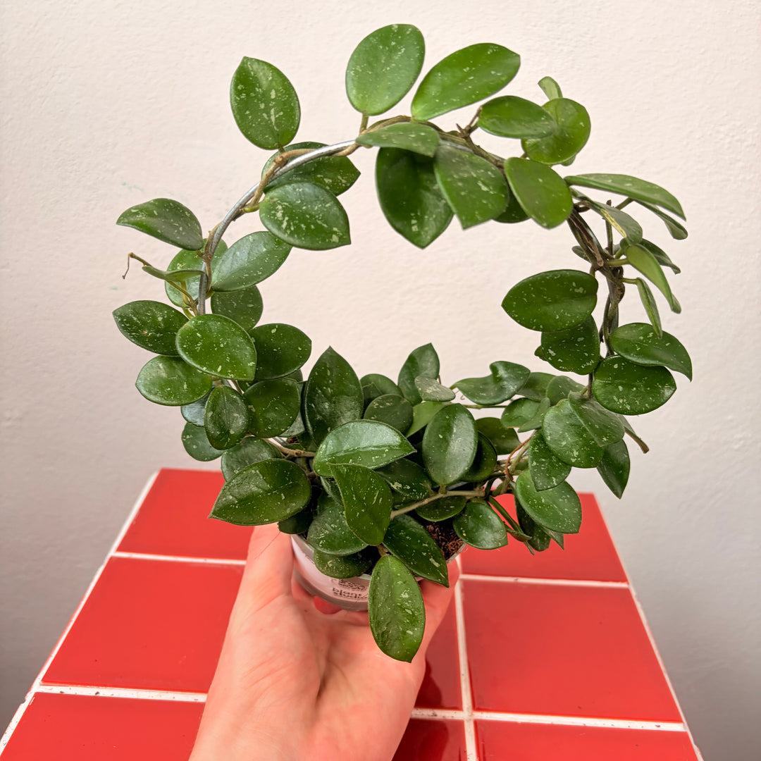 Hoya 'Mathilde' - Wax plant