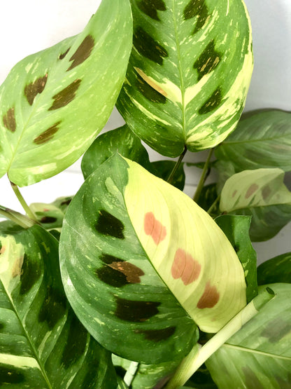 Maranta Fiesta - Variegated Maranta