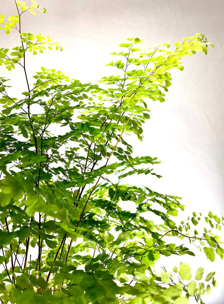 Adiantum raddianum ‘Fragrans’ -  Delta Maidenhair Fern
