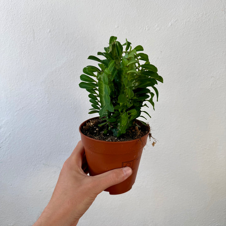 Euphorbia trigona - African Milk Tree