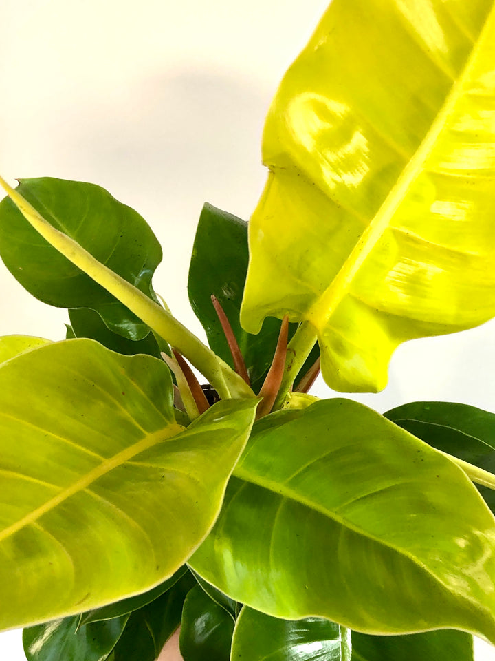 Philodendron Moon Shine