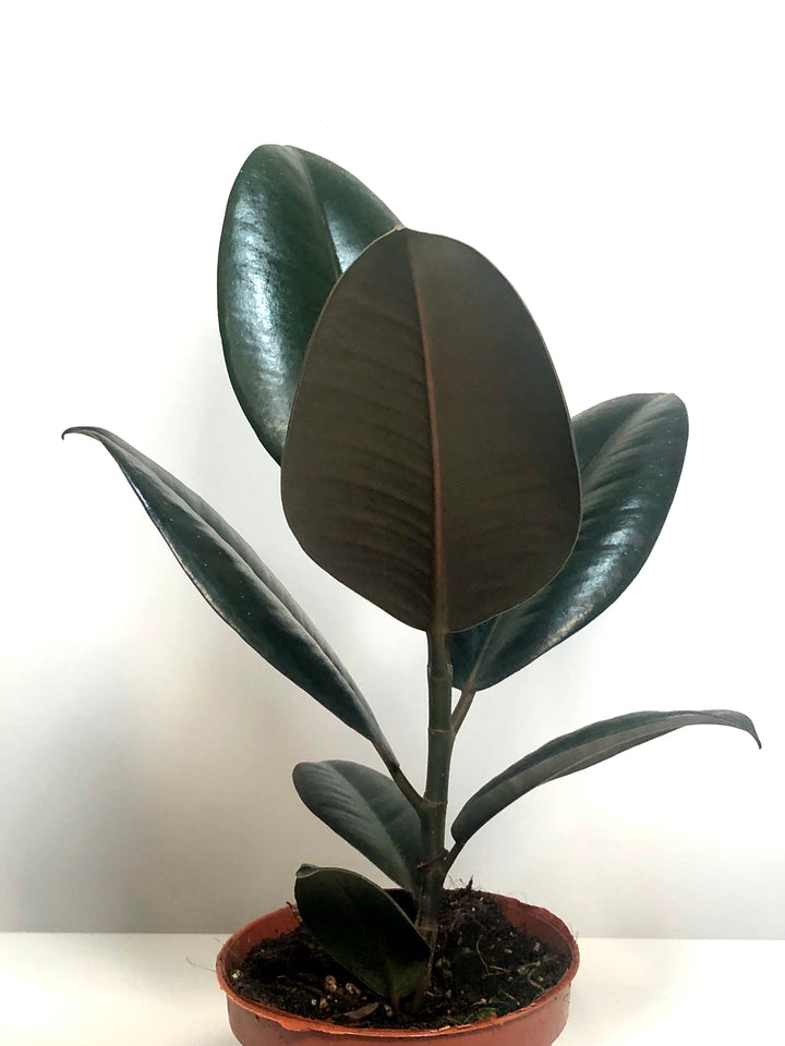 Ficus Abidjan