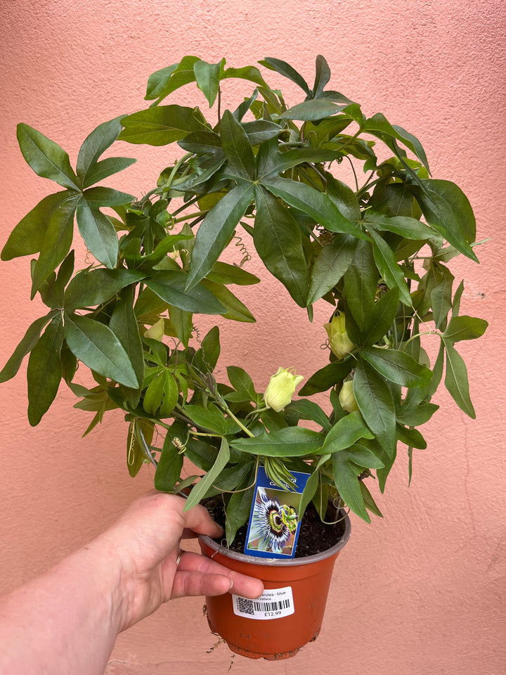 Passiflora caerulea - Blue Passionflower