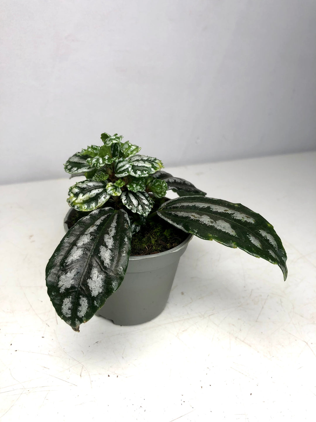 Pilea Cadierei - Aluminum Plant