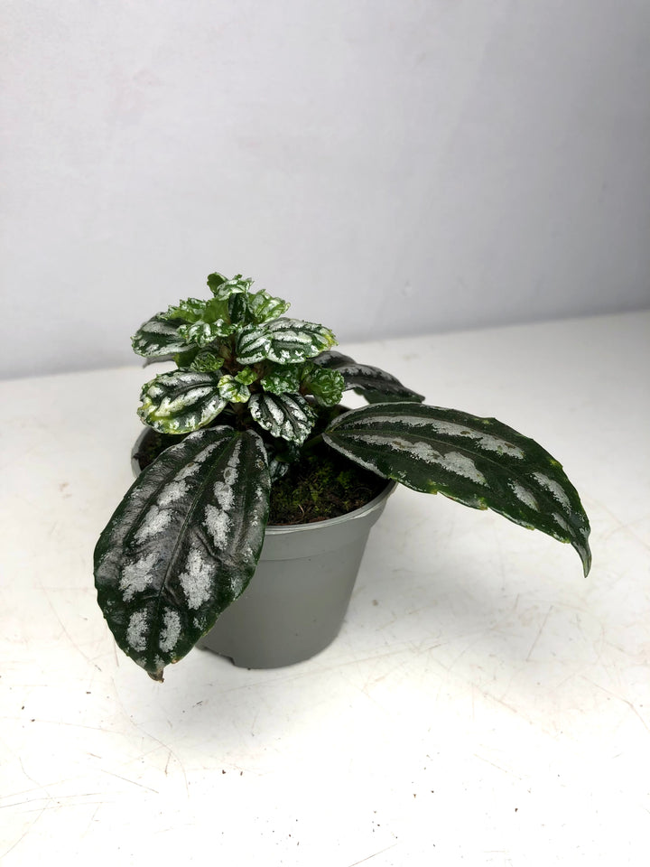 Pilea Cadierei - Aluminum Plant