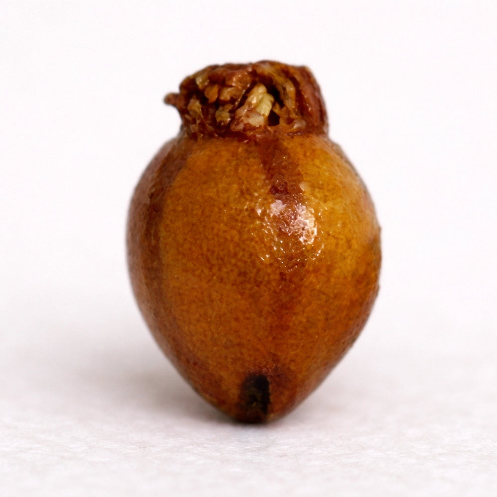 Mini Ceramic Fruit and Vegetable - lucky dip