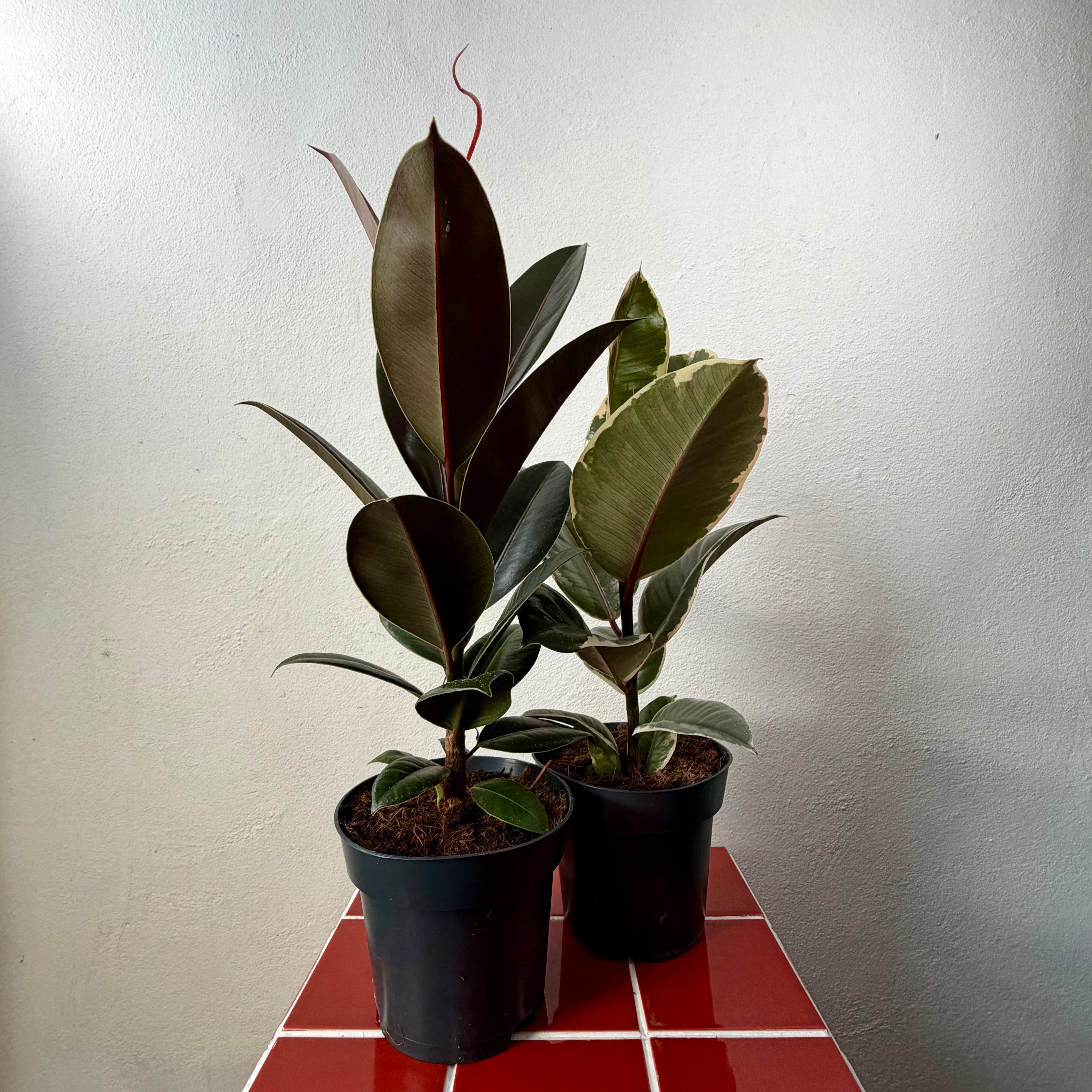 Houseplants