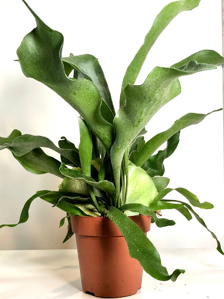 Platycerium Bifurcatum-Staghorn Fern