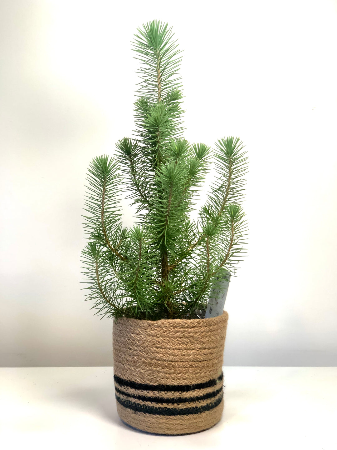Pinus Silver Crest