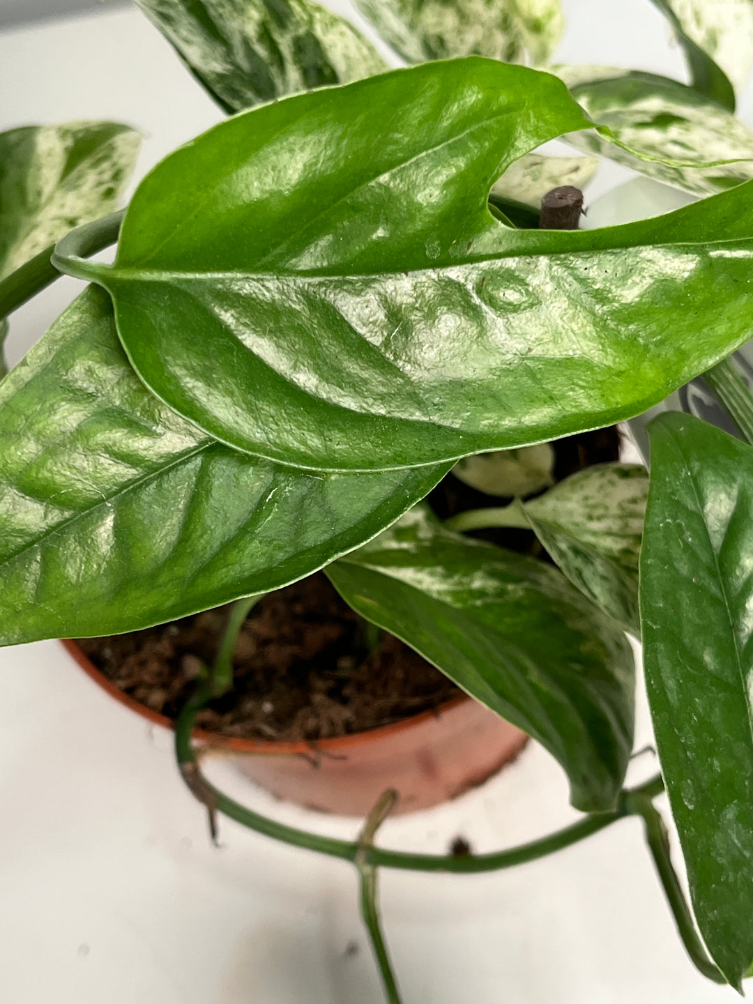 Epipremnum Marble Variegata