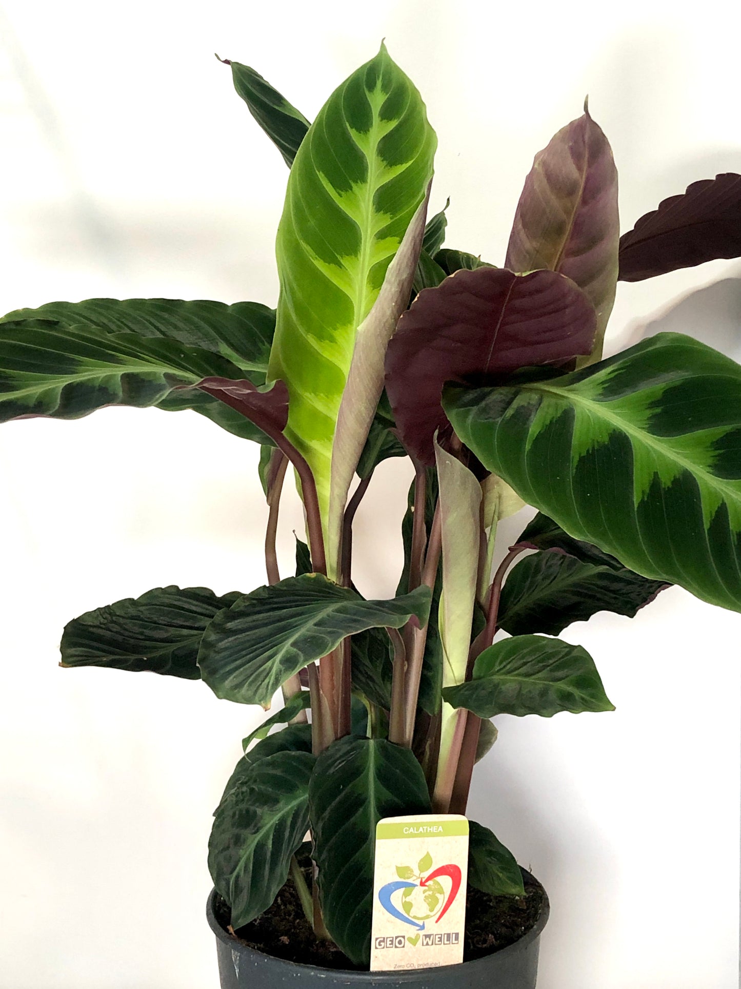 Calathea Warscewiczii - jungle velvet