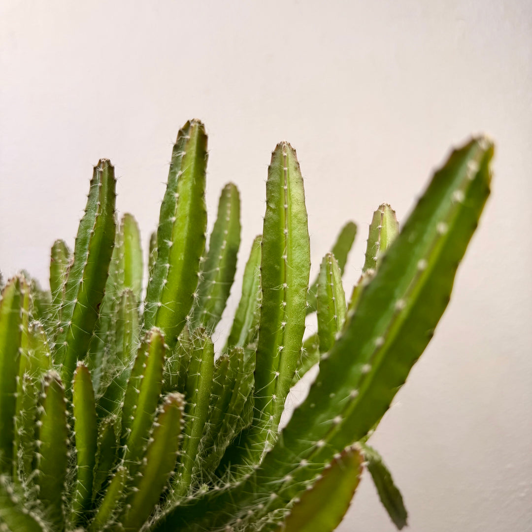 Hylocereus undatus – Dragon Fruit Cactus