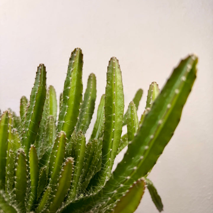 Hylocereus undatus – Dragon Fruit Cactus