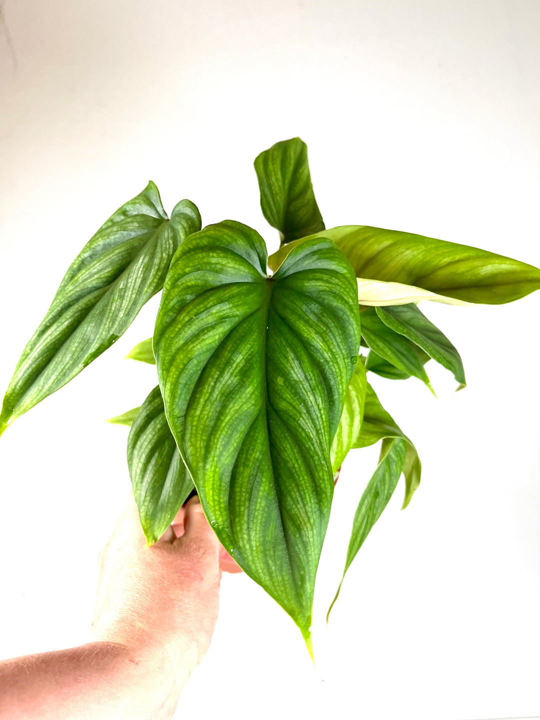 Philodendron Plowmanii