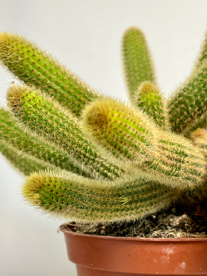 Cleistocactus winteri (Hildewintera aureispina) - Golden Rat tail Cactus